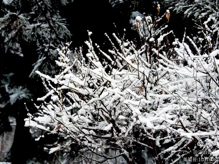 《雪染的风采》